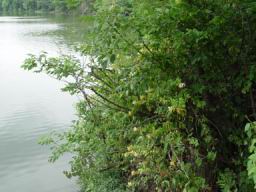 Springfield lake5.JPG